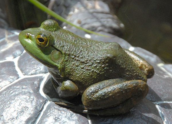 rana catesbeiana, american bullfrog, bullfrog